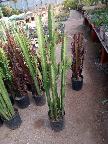 Suculenta Euforbia Africana Verde / Rubra H E R M O S A
