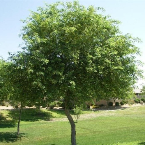Jacarandá Indiano Árvore Dalbergia Sissoo Sementes P/ Mudas