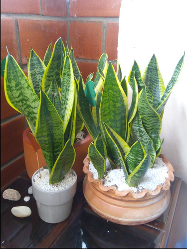 Venta De Plantas Suculentas Jardín Y De Siembra Cultivo