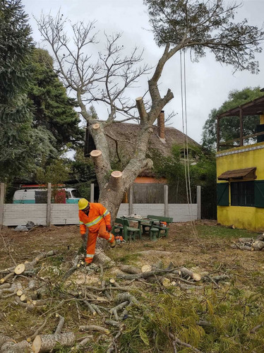 Imagen 5 de 10 de Alquiler De Chipeadora Trituradora De Residuos Orgánicos