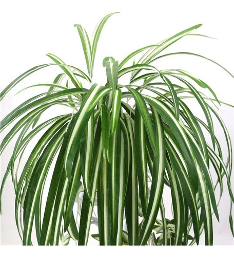 Ramo Hoja Artificial Chlorophytum Planta Verde Maceta Deco