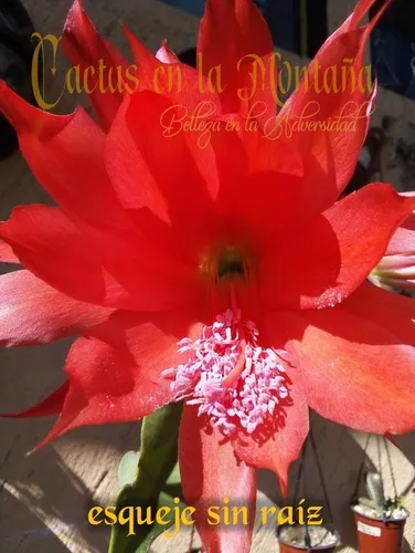 Esqueje Sin Raíz - Epiphyllum Ackermannii - Red Orchid M Esqueje Sin Raíz - Epiphyllum Ackermannii - Red Orchid M