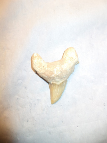 Auténtico Y Antiquísimo Diente De Tiburón Petrificado (Usado)