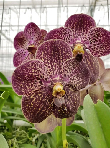 Orquídeas Vanda(varios Colores) (Usado)
