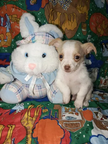 Hermosos Chihuahua Machos