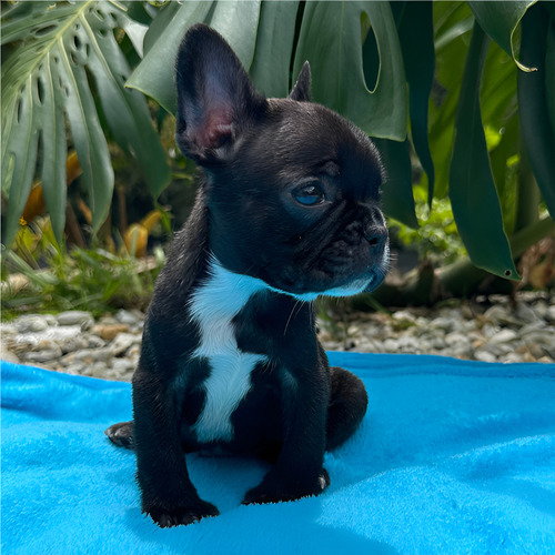 Cachorros Bulldog Frances Macho Sede Cali Medellín Barcino