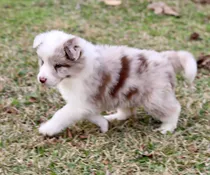 Comprar Cachorros Border Blue Merle Acercate O Sino Te Enviamos
