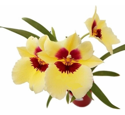 Orquídea Miltonia Colombiana Flor Amarela Planta Adulta Rara