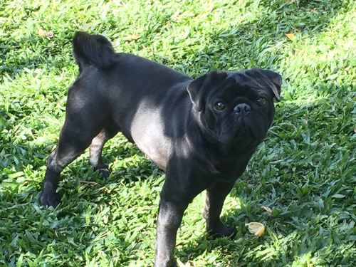 Pug Negro De Un Año