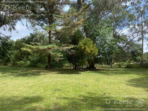 5 Has En Veronica - Chacra En Venta Con Importante Arboleda