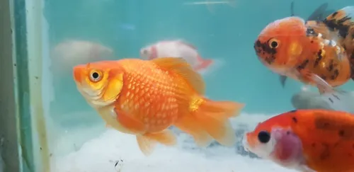 Pez Goldfish Perlado 