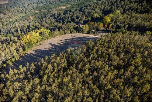 Predio Forestal En Venta 52 Ha. - Mantahue Gorbea