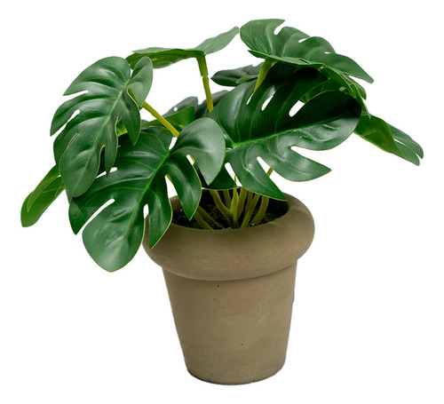 Monstera En Maceta De Cemento 15cm Color Café Hogar Interior