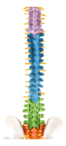 Modelo De Coluna Vertebral Humana Flexível Detalhada De 45
