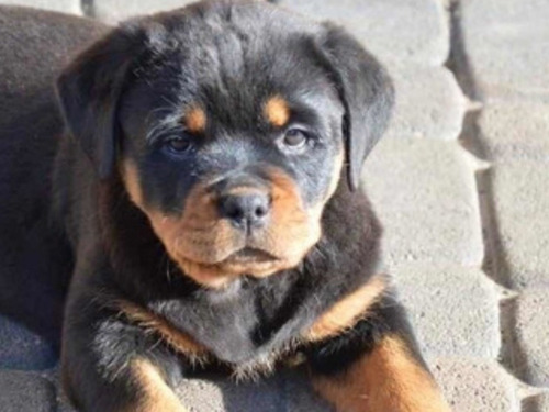Rottweiler Cachorras Hembritas