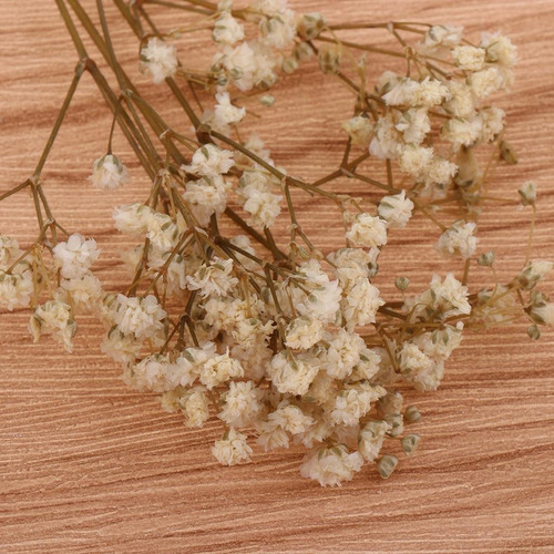 Gypsophila Paniculata De Hojas De Flores Secas Diy Blanco