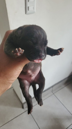 Venta De Perritos Pitbul Allí Están Las Fotos De Los Papas