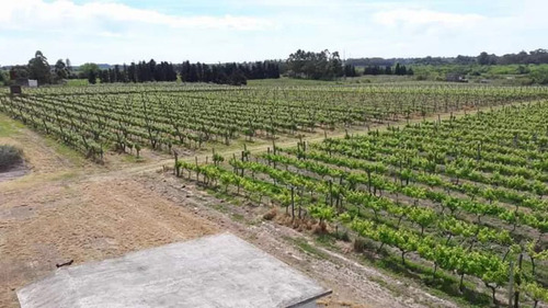 Vendo Chacra Viñedo Con Bodega Y Cinco Casas
