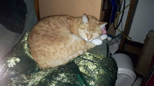 Gatito Rubio, Ojos Verdes, Solo Caba, Solo Deptos Con Redes