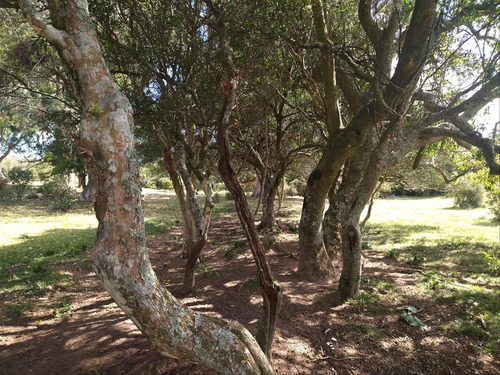 Imagen 3 de 13 de Chacra En Venta - Aiguá Cw177044