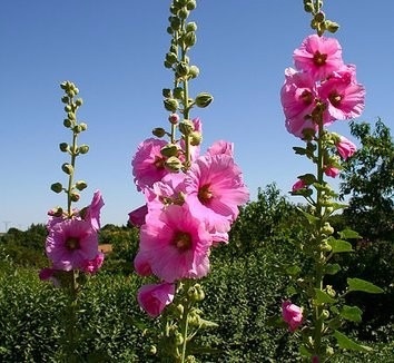 15 Sementes De Malva Rosa - Malvavisco - Alcea Rosea - Flor | Parcelamento  sem juros