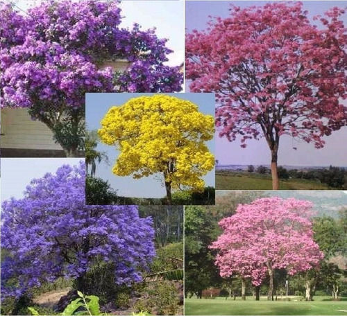 Semillas Guayacan Amarillo, Rosa, Morado, Blanco, Gualanday.