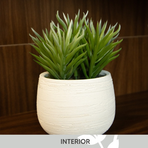 Suculenta En Maceta De Cemento Blanco 15cm Premium