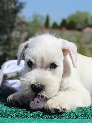 Fiel Schnauzer Mini Lidia Sico