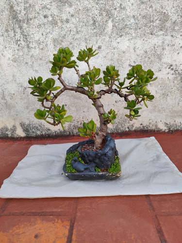 Bonsai Árbol De Jade
