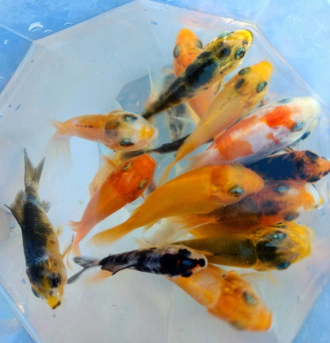 Peces Koi De 4 A 6 Cm