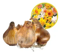 Comprar Bulbos Narcisos Colores Variados - Pack X5 Villa Crespo