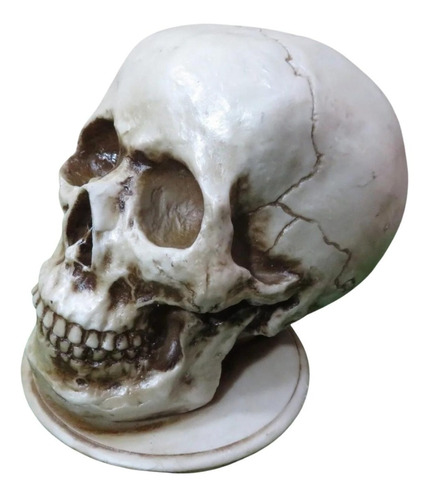 Cranio Caveira Esqueleto -  Resina - C/ Base Para Não Tombar