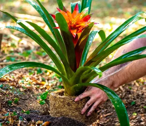 Xaxim Côco Vaso Grande Plantas 30x15cm Jardinagem Ornamental