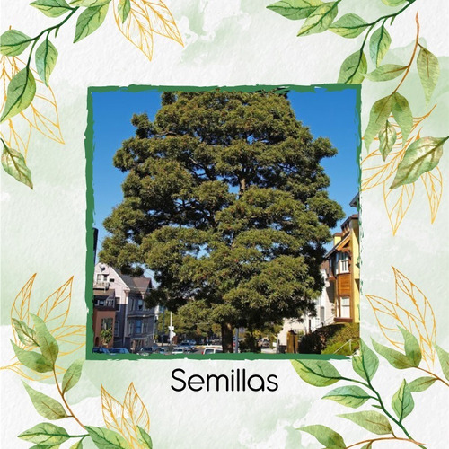 5 Semillas De Árbol Acacia Japonesa