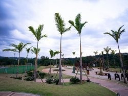 Terreno À Venda Em Vila Brandina - Te003543