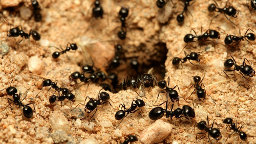 Imagen 7 de 10 de Mamboreta Mirex-s 200gr Cebo Mata Hormiga Cortadora Minera