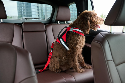 Cinturón De Seguridad Para Mascotas Ajustable Y Cómodo