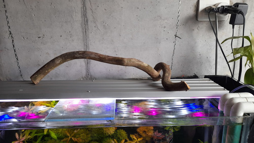 Tronco De Guayabo Para Acuario 50×20