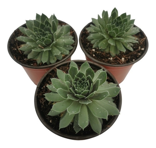 Sempervivum Kalinda Set 3 Pzas
