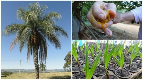 Semilla De Palmera De Coyol, Corconabe