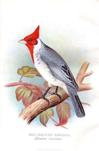 Cardenal - Aves - J W Frohawk 1899 - Lámina 45x30 Cm.