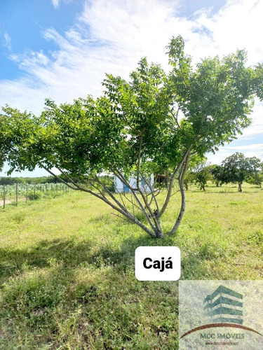 Imagem 4 de 18 de Chácara A Venda Lagoa Das Pedras, Povoado Mandú