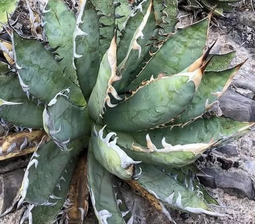 Agave Titanota, Maguey Cachitun,  Mp