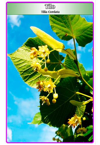 Semillas De Tilo (tilia Cordata)