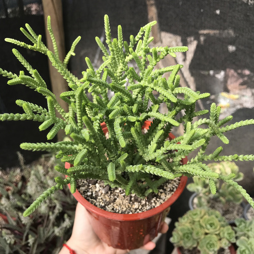 Suculenta Crassula Muscosa