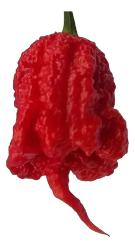 50 Sementes De Carolina Reaper Hp22b 0riginais. Envio Gratis