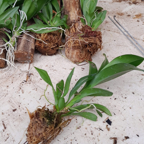 Ionopsis Popcorn Orquídea Pipoca Mini Orquídea Linda