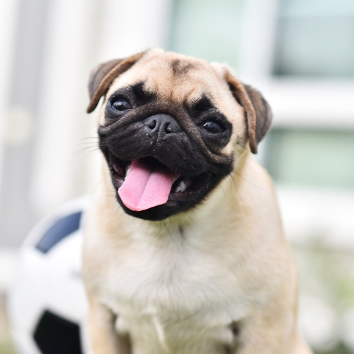 Imagem 1 de 1 de Cachorro Buldog Francês