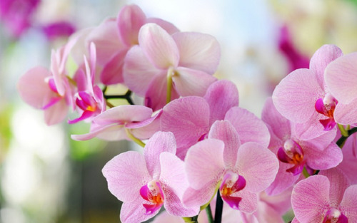 300 Semillas De Orquídea Rosa + Instructivo