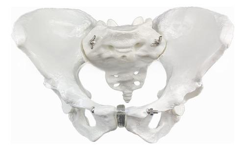 Mini Pelvis Interactiva Con Músculos Pélvicos Movibles